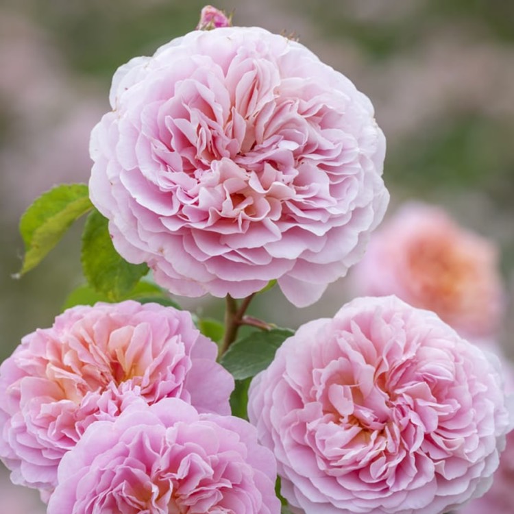 plant image 1635445