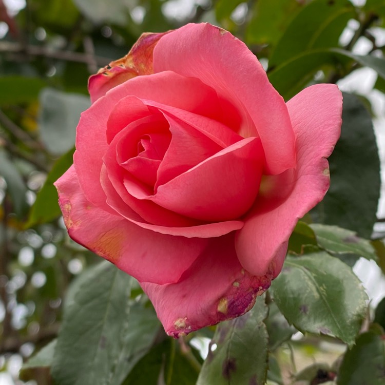 Plant image Rosa 'High Hopes'