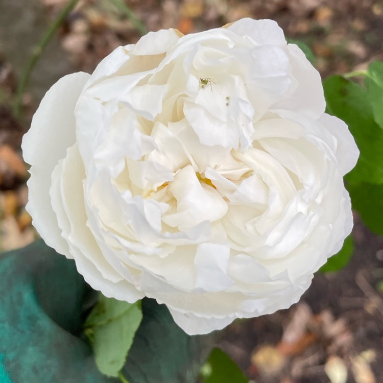 Plant image Rosa 'Auscat' syn. Rosa 'Winchester Cathedral', Rosa 'Winchester', Rosa 'White Mary Rose'