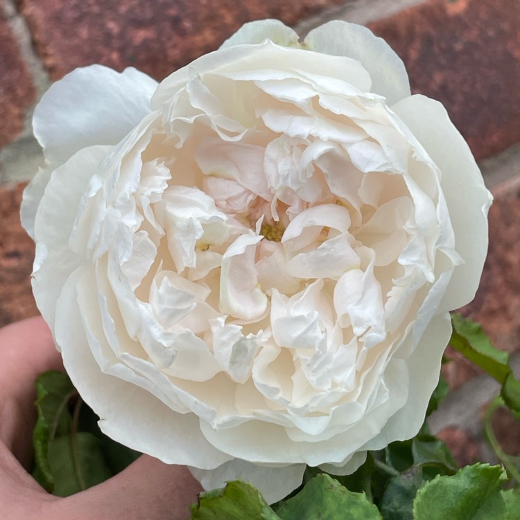 plant image 1637136 plant image 1637136