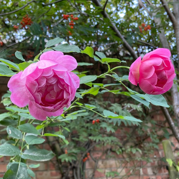 plant image 1637472