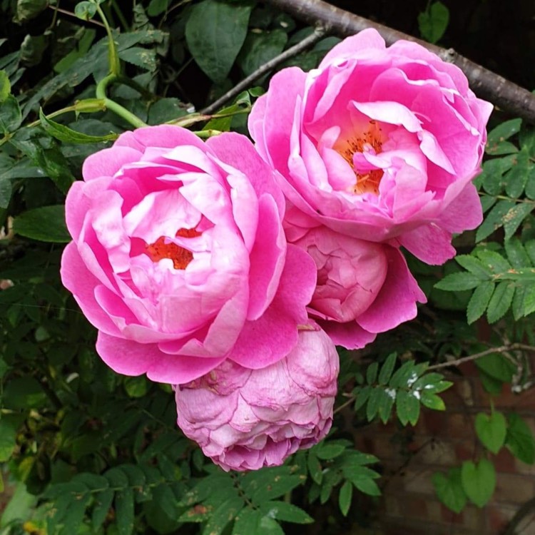 plant image 1638016