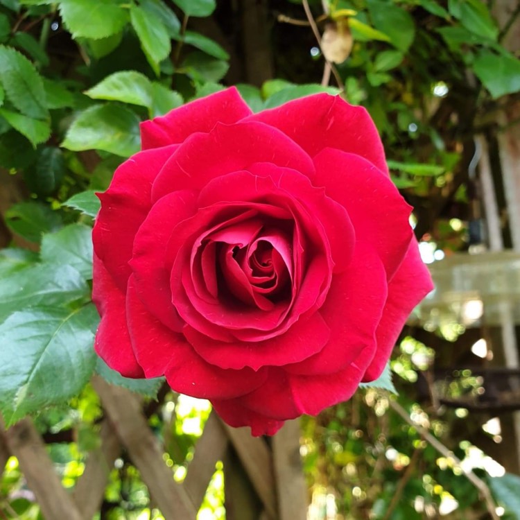 Plant image Rosa 'The Prince's Trust Harholding'