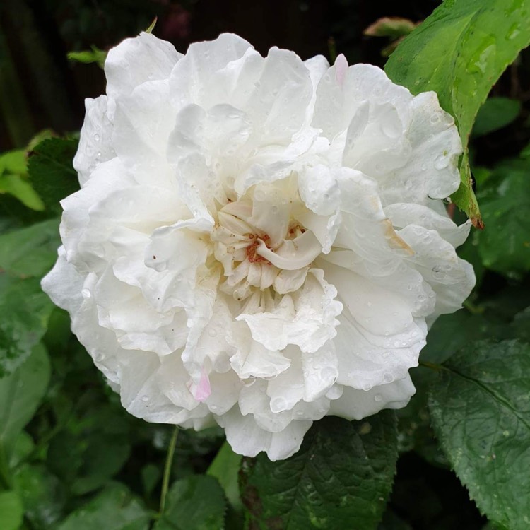 plant image 1644251 plant image 1644251