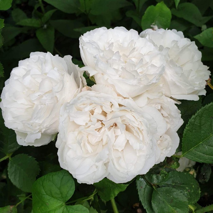 plant image 1644255 plant image 1644255