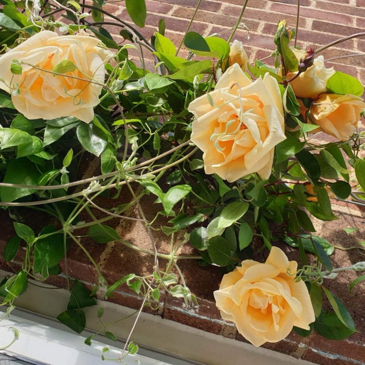 plant image 1644257