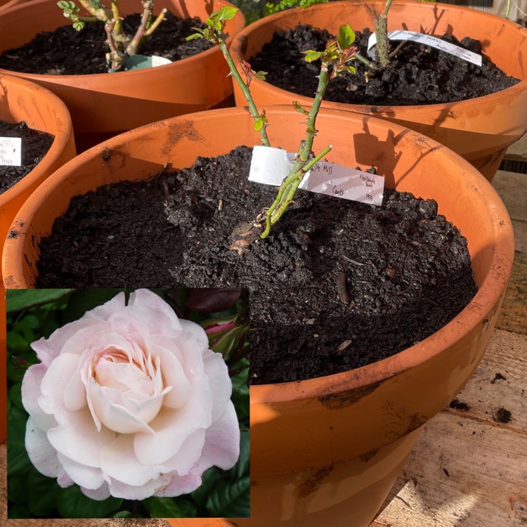 plant image 1645365