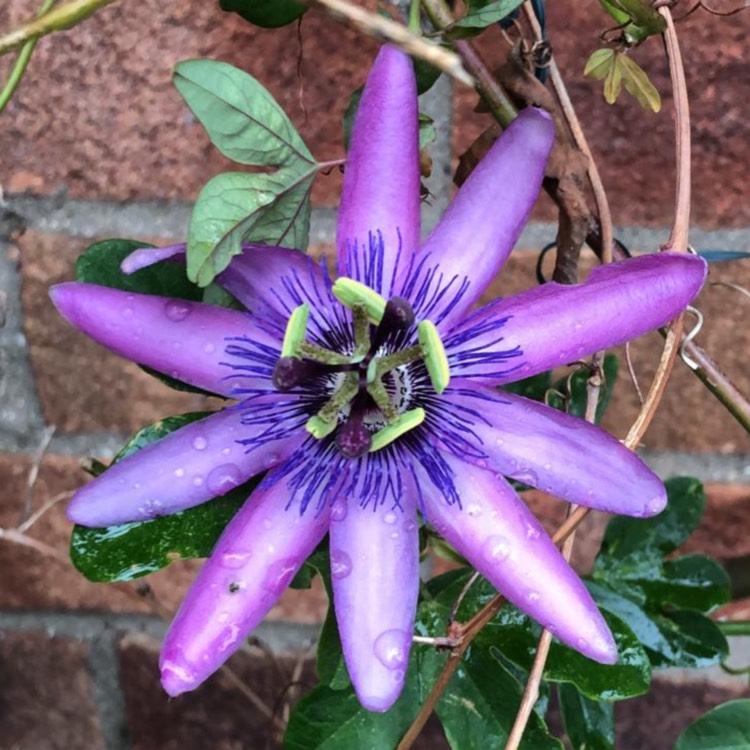 plant image 1646404