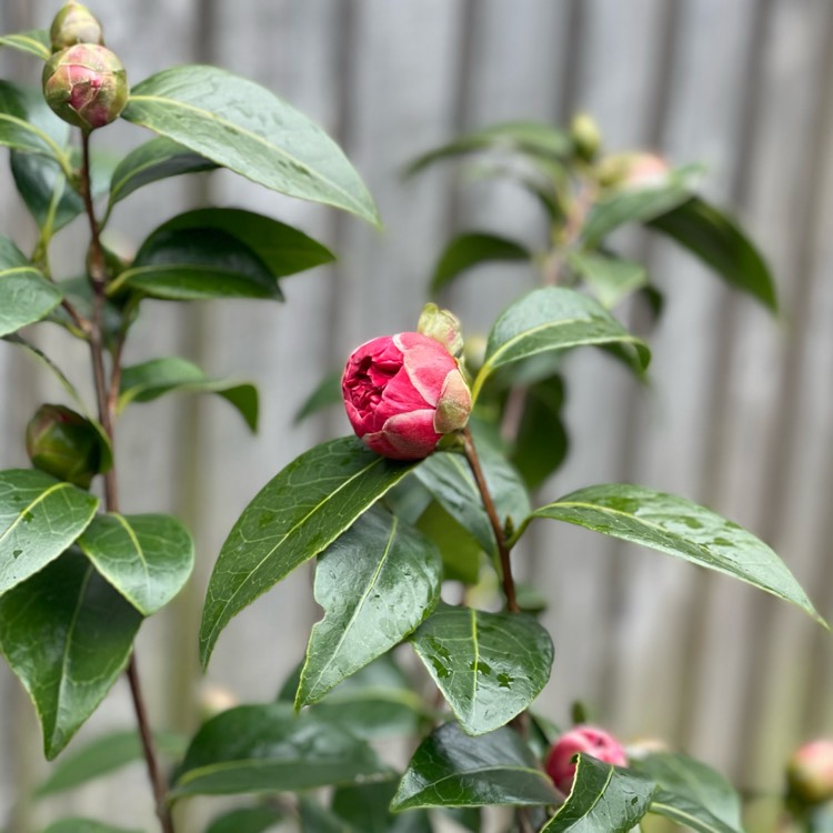 plant image 1650217