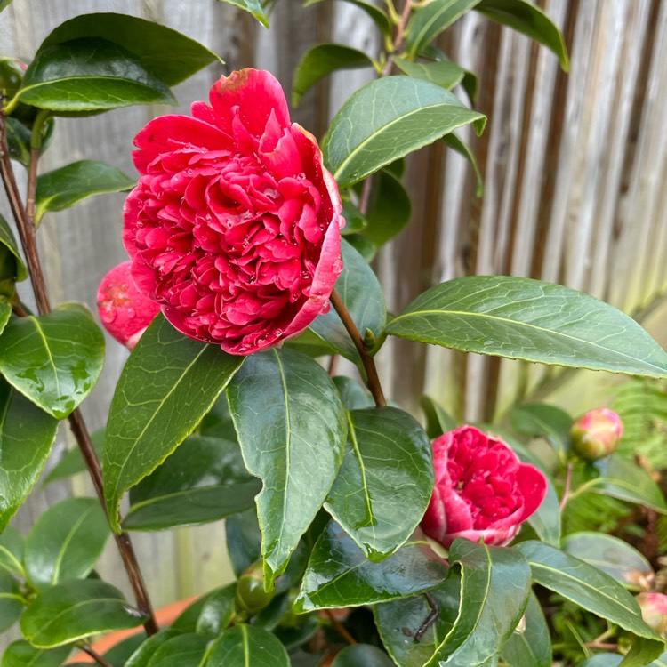 plant image 1651450