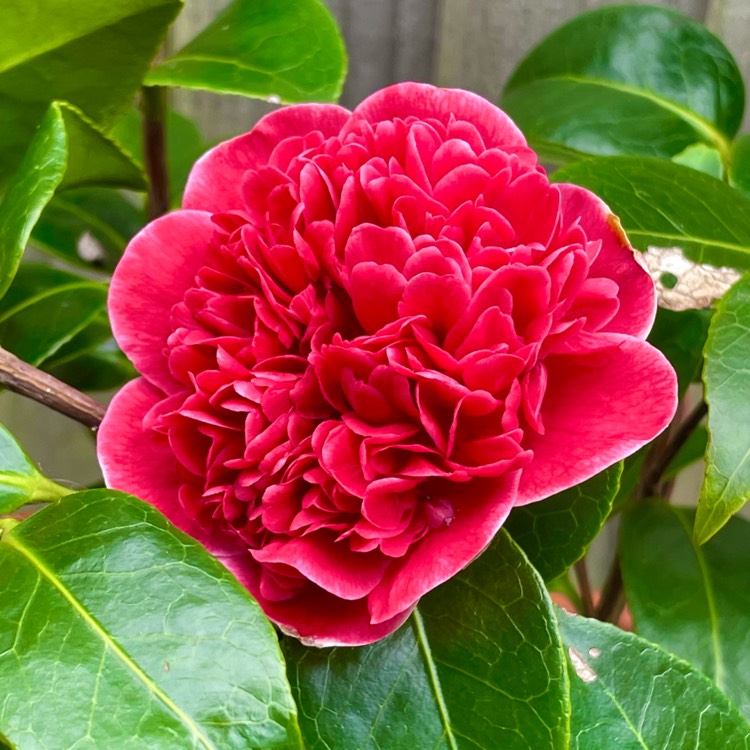 plant image 1652020