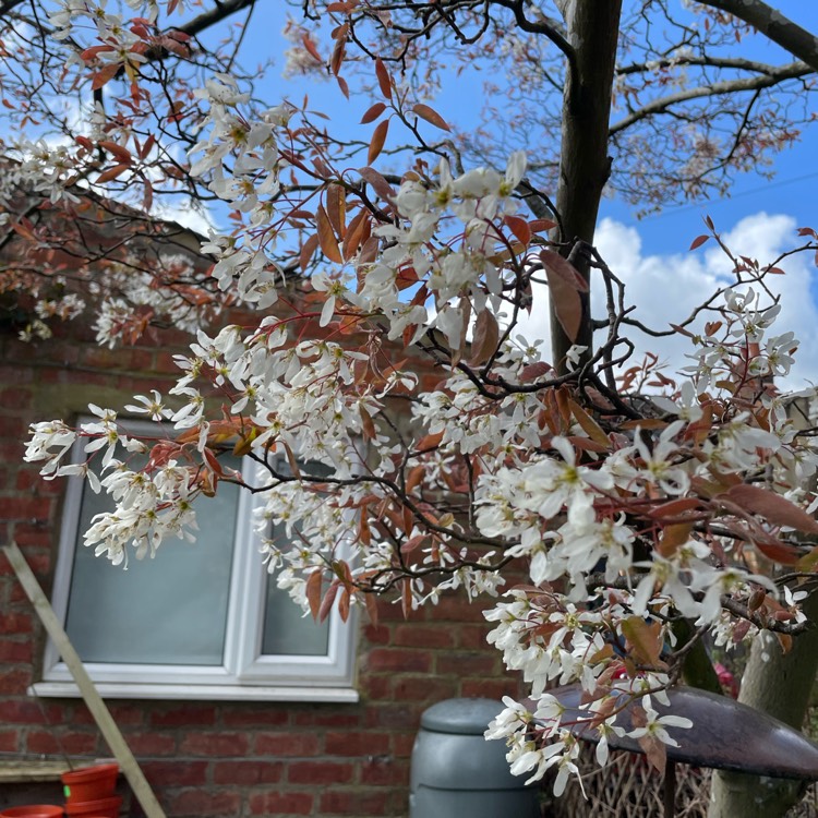 plant image 1656439