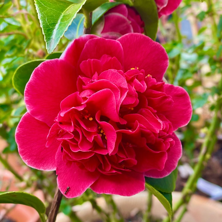 plant image 1657236