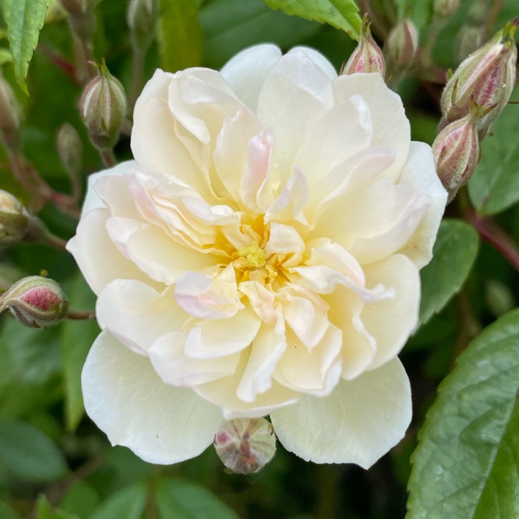 plant image 1666355