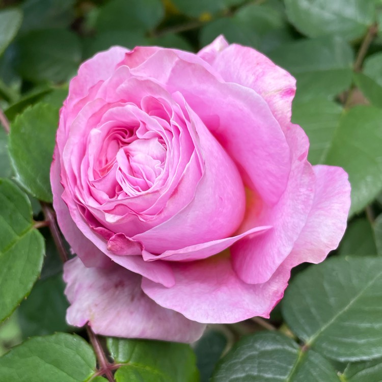 plant image 1667142