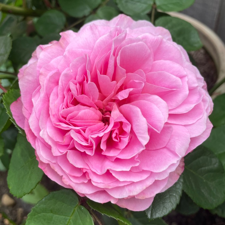 plant image 1667600