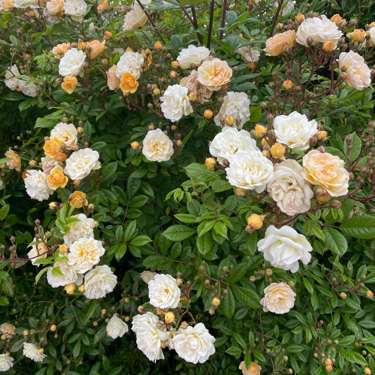 plant image 1670625