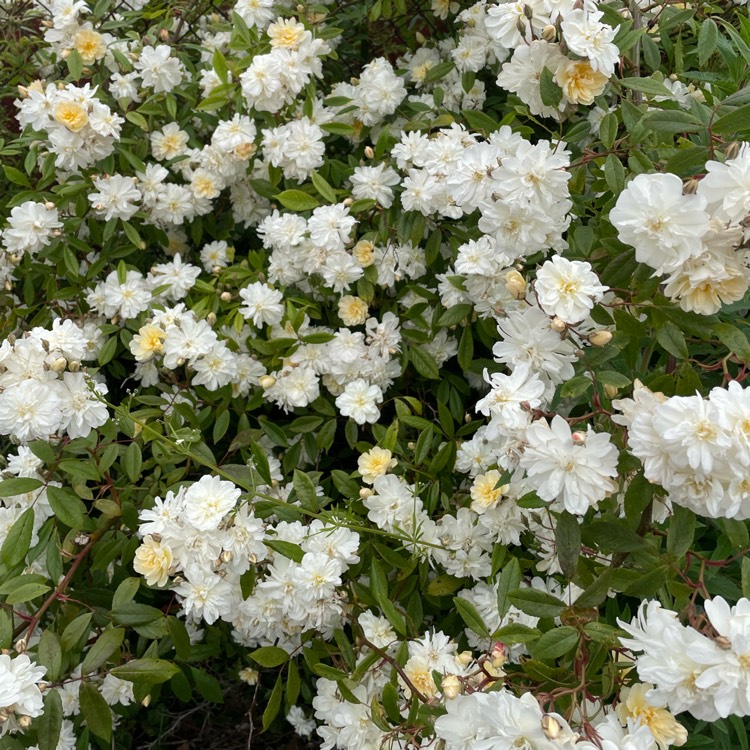 plant image 1670626