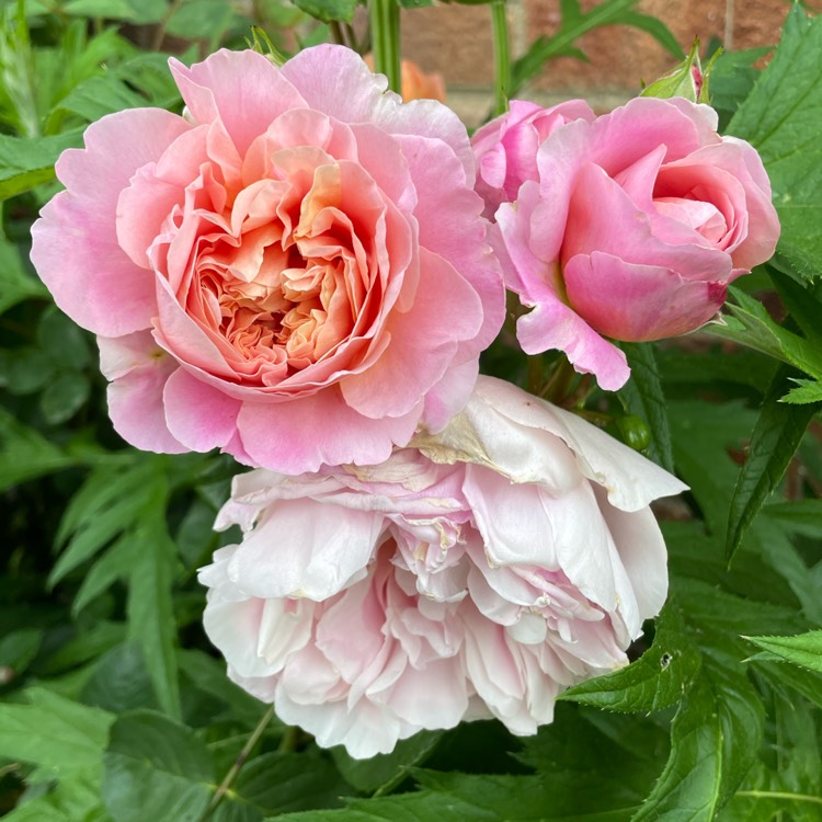 plant image 1671868