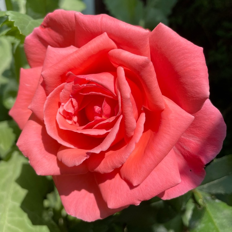 plant image 1671922