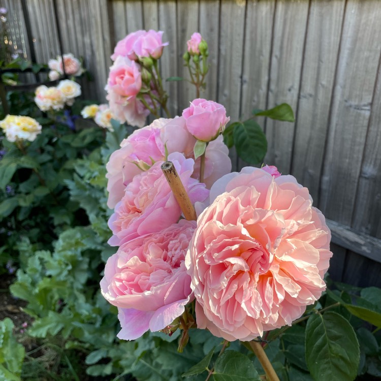 plant image 1672777