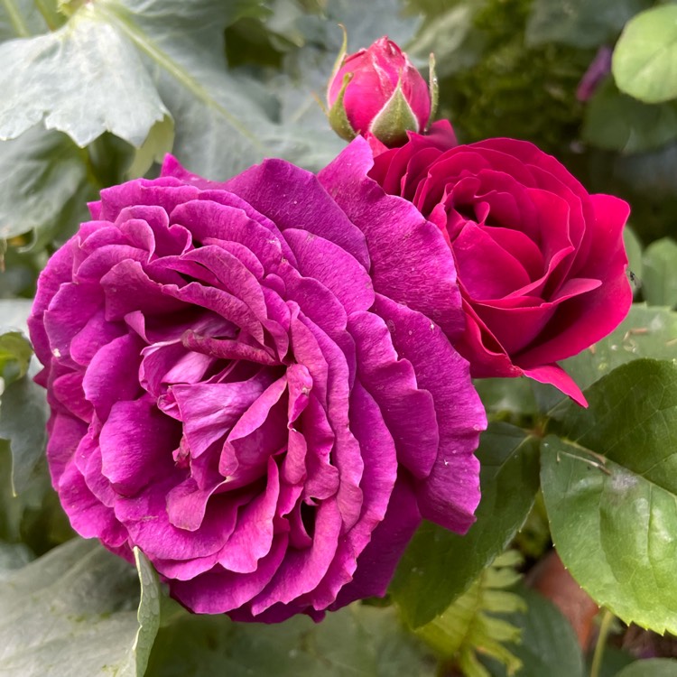 Plant image Rosa 'Souvenir du Docteur Jamain'