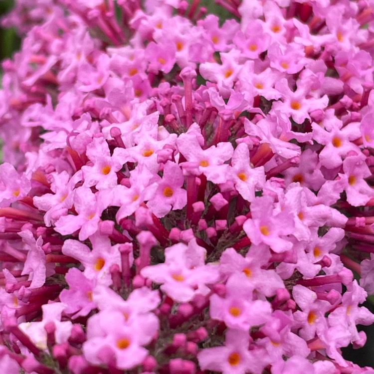 Plant image Buddleja 'Pink Delight' syn. Buddleja davidii 'Pink Delight', Buddleja x pikei 'Pink Delight'