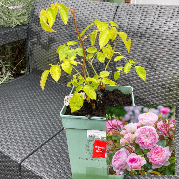 plant image 1679101