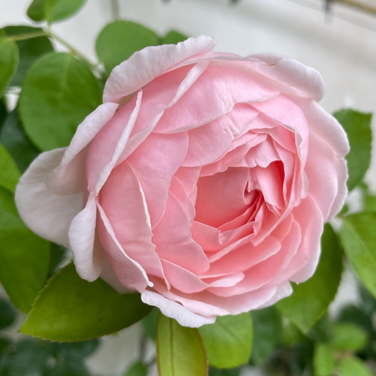 Plant image Rosa Saint Swithun