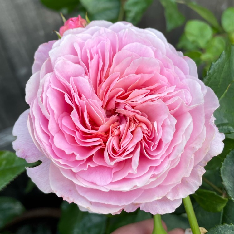 plant image 1681637