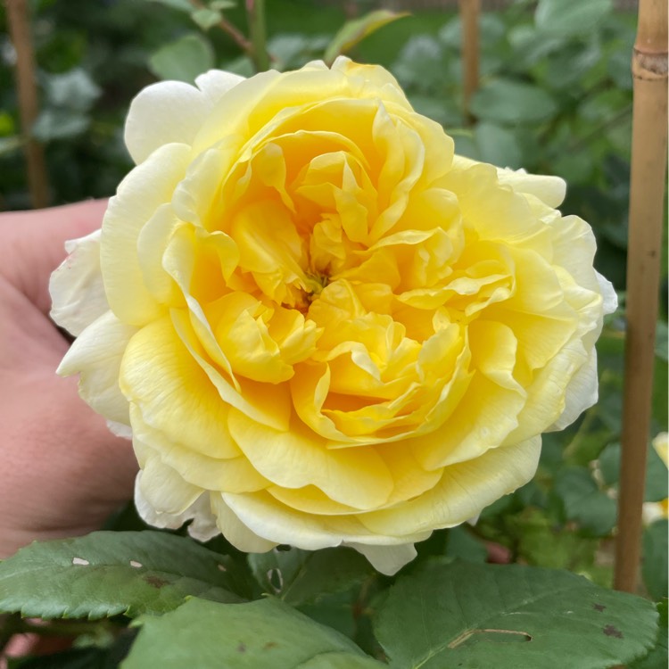 plant image 1682427