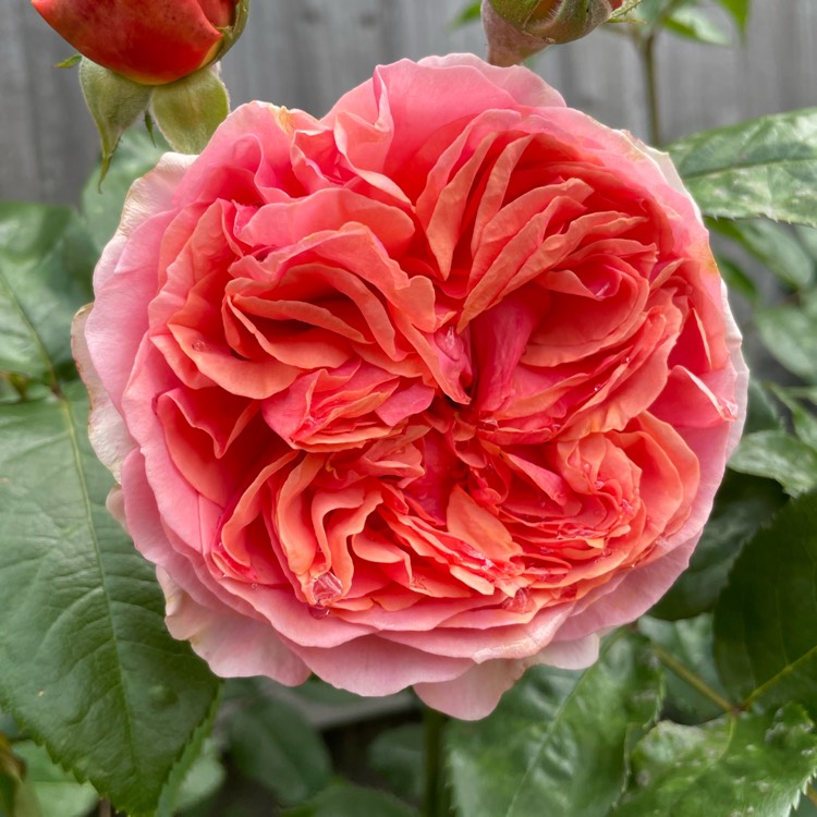plant image 1682573 plant image 1682573