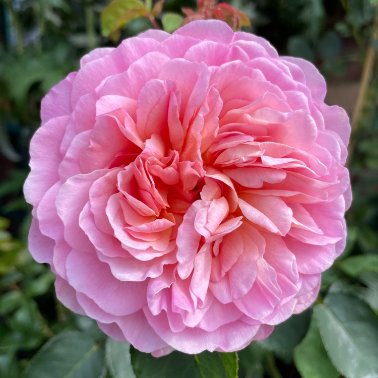 plant image 1686556