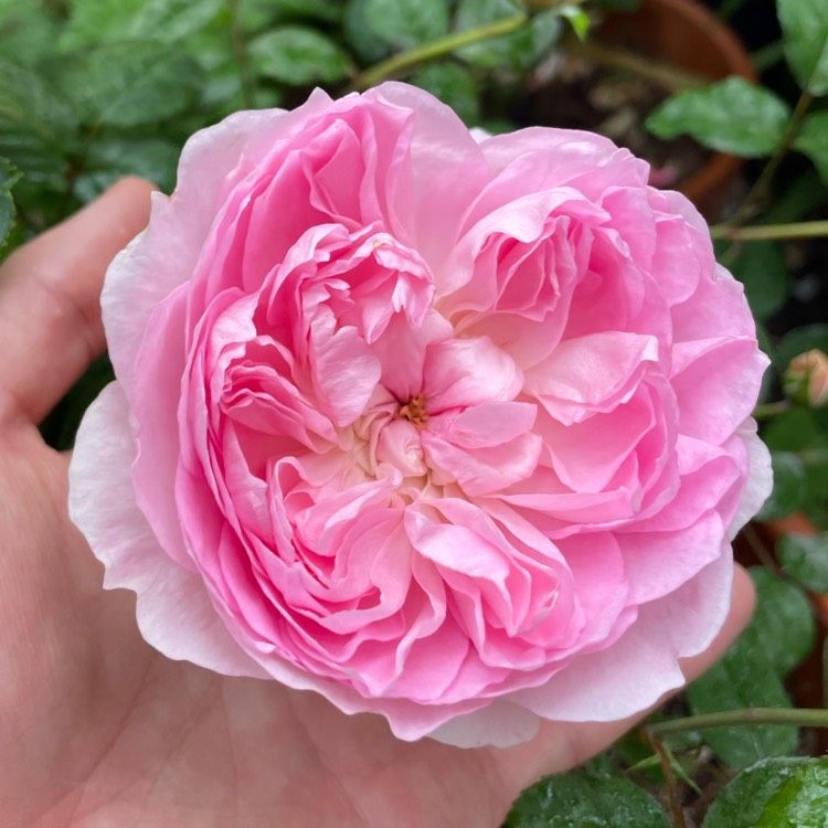 plant image 1686860