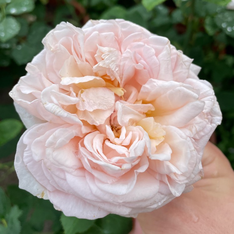 plant image 1687636 plant image 1687636