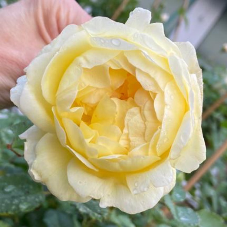 Plant image Rosa 'Auswhirl' syn. Rosa 'The Poet's Wife'