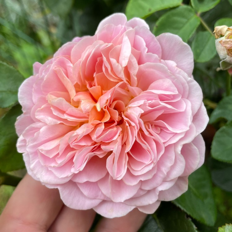 Plant image Rosa 'Ausegdon' syn. Rosa 'Eustacia Vye', Rosa 'Sts Francis And Claire'
