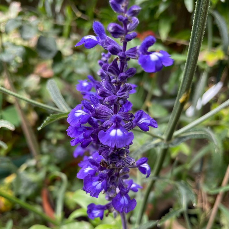 Plant image Salvia farinacea 'Arctic Blue'