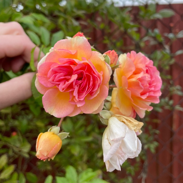 Plant image Rosa 'Ghislaine de Felingonde'