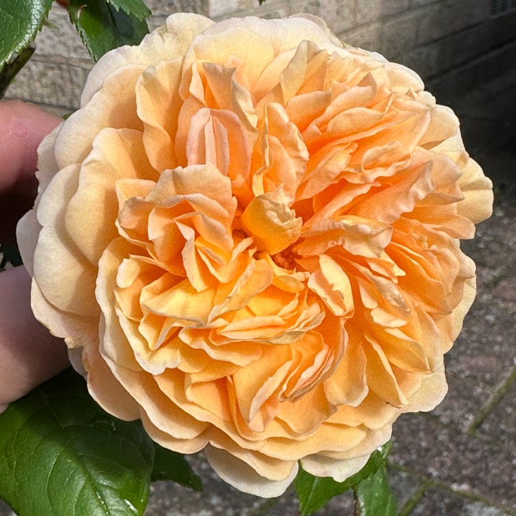 plant image 1724582 plant image 1724582