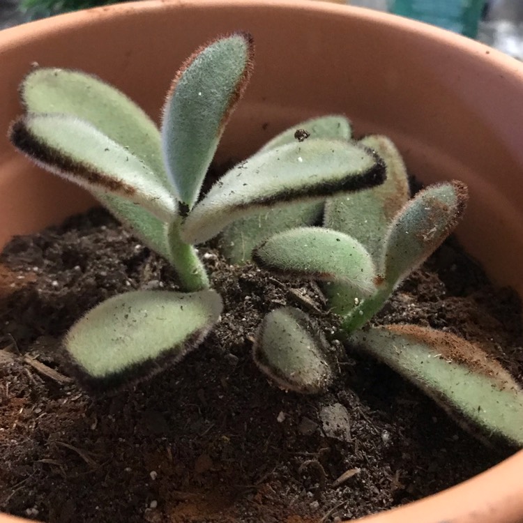 plant image 1172369