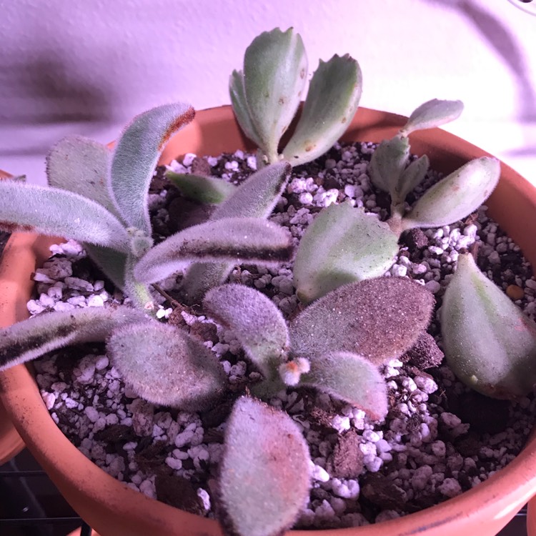 plant image 1172371