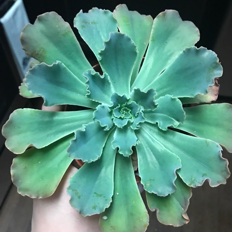 Plant image Echeveria Mauna Loa Green Form