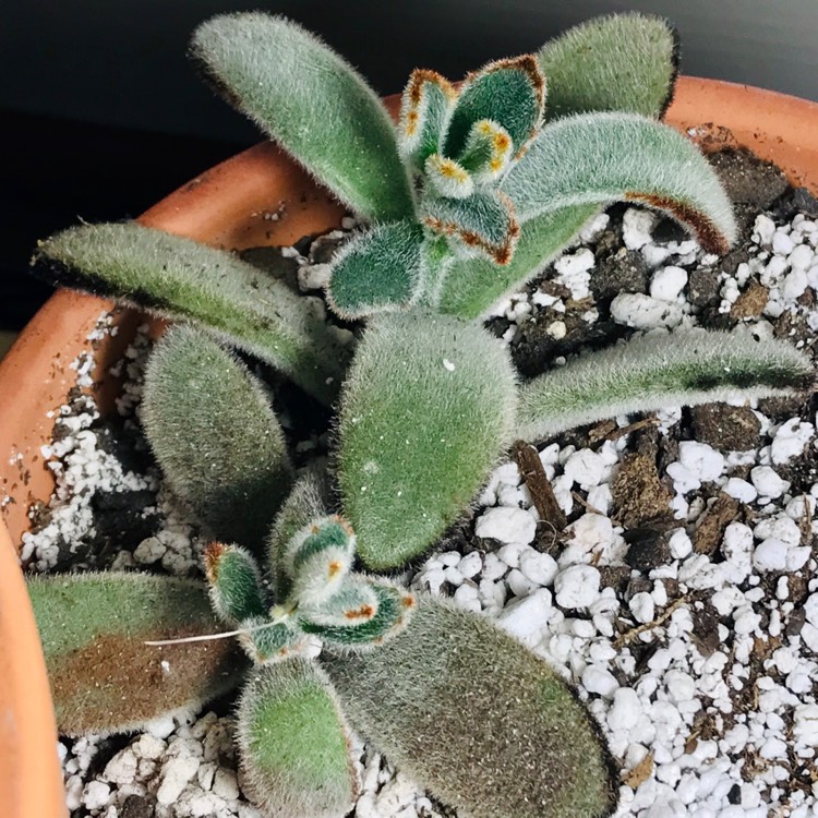 Plant image Kalanchoe tomentosa 'Black Tie'