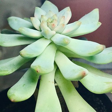 Sedeveria 'Blue Elf'