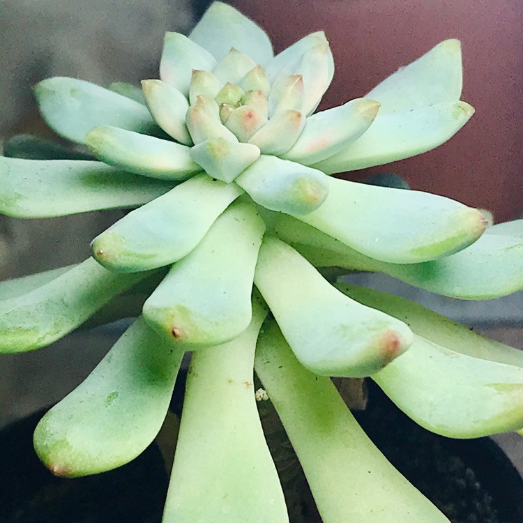 Plant image xSedeveria Blue Elf
