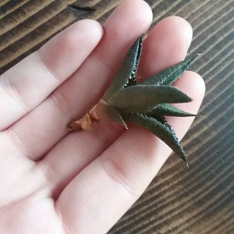 Plant image Haworthia pentagona