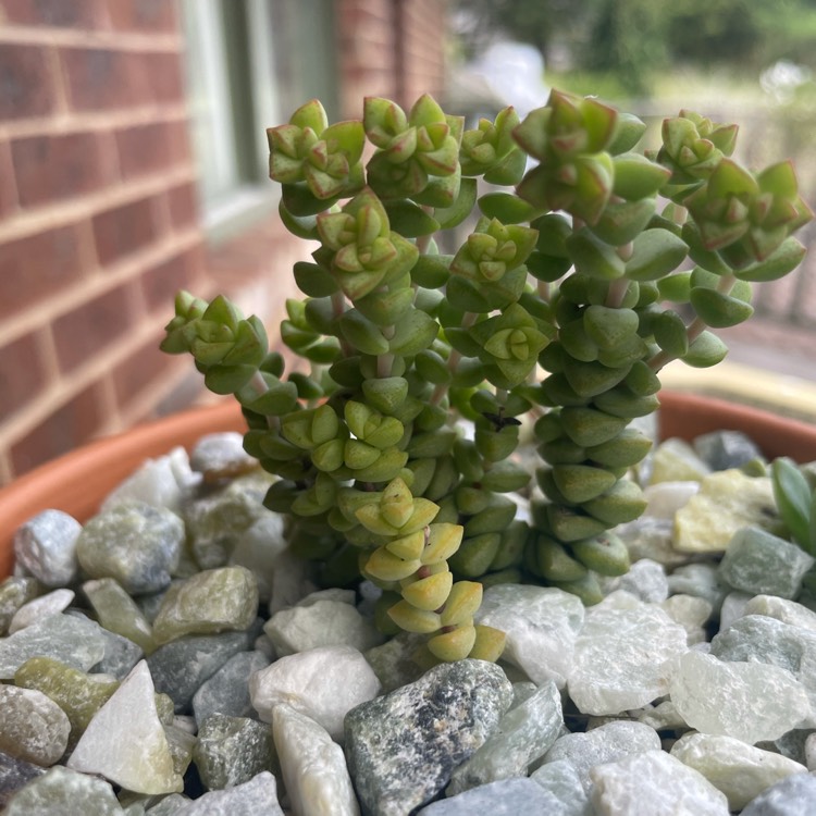 plant image 1437903 plant image 1437903