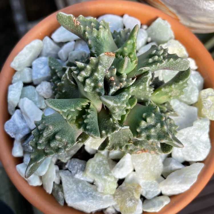 plant image 1440668