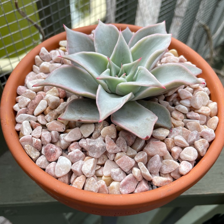 Plant image Echeveria Madiba